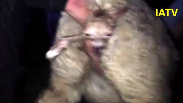 Рождение альпака