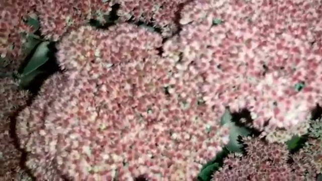 Цветы ночью смотреть онлайн