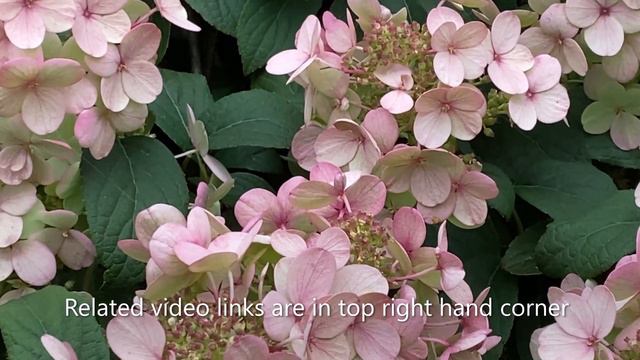 "Little Quick Fire" Panicle Hydrangea Spring To Fall 2022 смотреть онлайн