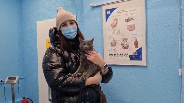 Данилова Ирина Сергеевна и кот Лаки. Ветклиника Сытая Морда смотреть онлайн