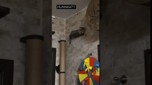 Как каракет уходит от проблем смотреть онлайн