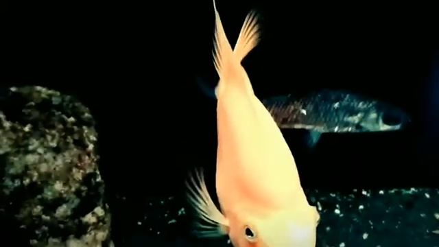 Рыба Попугай или Красный попугай (Red Parrot Cichlid)