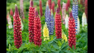 Люпин на моем участке