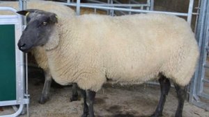 Разведение овец Блю ду Мейн как бизнес идея | Овцеводство | Овцы Блю ду Мейн