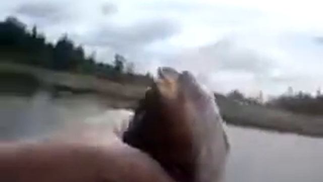 Язь..ЯЯЗЬ