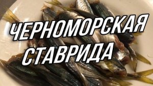 Черноморская ставрида. Быстрый посол.