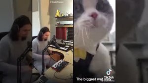 Кот поёт!)