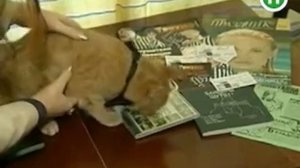 В Днепропетровске выдвигают кота в мэры