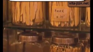 Китайский кордицепс Кордицепс Тяньши