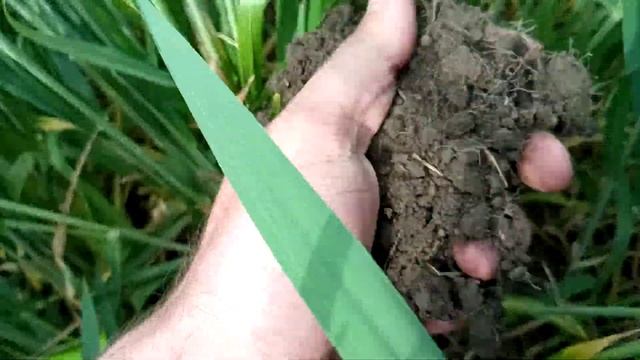 Озимая без дождя! Опрыскивание от трипсов озимой пшеницы. смотреть онлайн