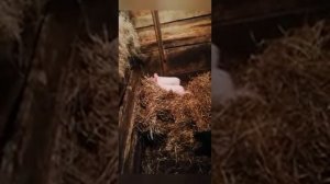 Понос у поросят?