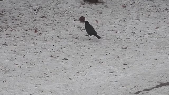 Ворона и бутылка смотреть онлайн