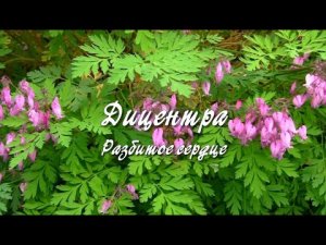 Дицентра (Разбитое сердце). Дачные картинки.