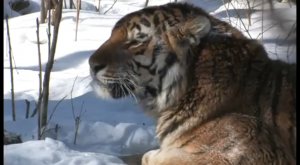 Амурский тигр в третьем тысячелетии