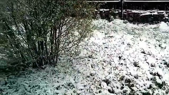 Кемеровская Белово 17 мая 2017 г. смотреть онлайн