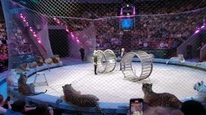 Открытая репетиция в Большом московском цирке. 01.11.2022. Часть 5. Хищники.