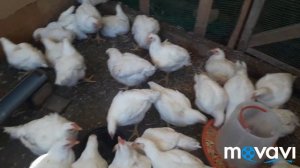 Чем вылечить понос у бройлеров. АСД 2