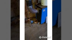 Очередная система отопления в гараже, с проточным расширительным бачком.