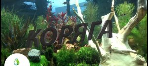 Коряга в аквариуме и спящая #Боция.