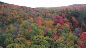 Почему осенью одни листья  желтеют, а другие - краснеют?