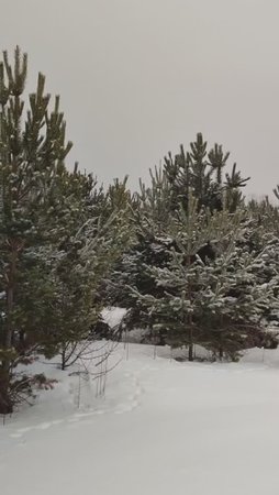 Снежный февраль