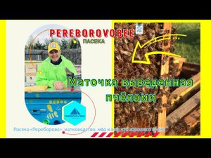 Своя матка!В хвостах после отводка на старую матку #pereborovobee #пчеловодство #bee #пасека #nature