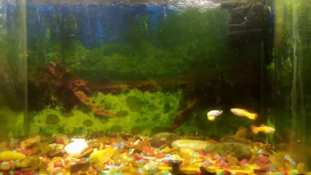 Сколько можно содержать рыбок в 50 литровом аквариуме смотреть онлайн