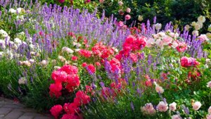 СПУТНИКИ РОЗ. РОЗАРИИ И МИКСБОРДЕРЫ С РОЗАМИ. Beautiful roses. Rose garden. ДАЧНЫЙ КРЕАТИВ.