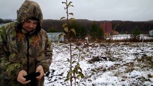 Как  подготовить плодовые саженцы к  первой  зиме.