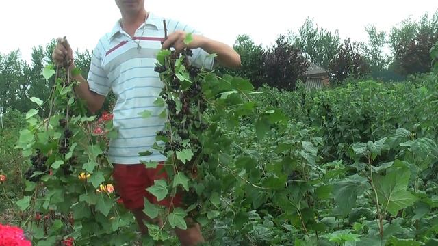 Батькив сад Смородина Эбони и Биг Бэн продолжение следует смотреть онлайн