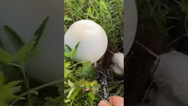 Шампиньоны полевые смотреть онлайн