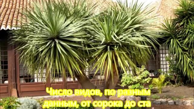 Необычные стебли растений