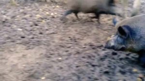 Кабаны в лесу