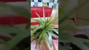 Как дома размножить  пальму!!Класс видео!!!