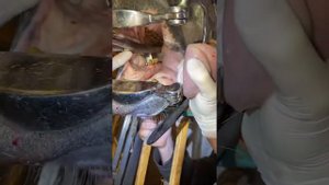 Удаление щёчного зуба у лошади / cheek tooth extraction in horse