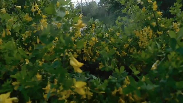 Дрозд над кустами желтой акации. смотреть онлайн