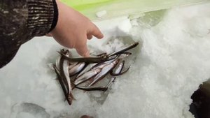 Рыбалка на корюшку и сига. Уловистая мормышка