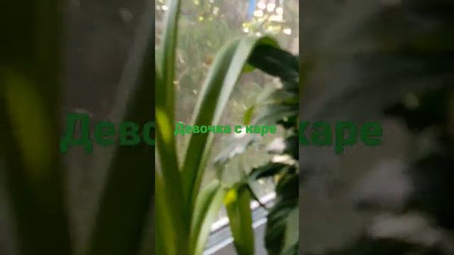 Девочка с каре 🙂🙂🙂🙂🎵🎵🎵🎵🎤🎤🎤🎤🎶🎶🎶🎶🎼🎼🎼🎼🎼🎧🎧🎧🎧😉🌿🌿🌿🌿🌴🌴🌴🌴🌵🌵🌵🌱🌱🌱🌳🌳🌳🌲🌲🌲☘️☘️☘️🍀🍀🍀🍀 смотреть онлайн