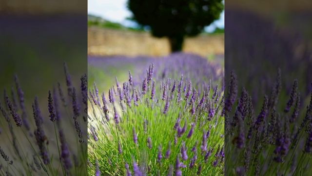 Лаванда, рубрика Лекарственные растения Волгоградской области смотреть онлайн