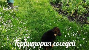 Щенок немецкой овчарки.Первый день в новом доме