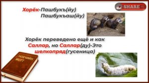 Разве Оьпа это Суслик на чеченском?  Нохчийн мотт
