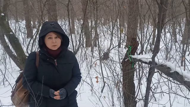 Юлианна Колдовко про силу Бурелома в лесу