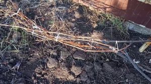 🍃🍇Укрытие винограда на зиму.Почему именно так?...