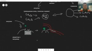 BioFamily: Инсулин и виды диабета за 10 минут (Рохлов 2020)