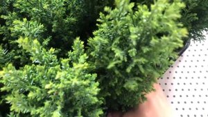 КИПАРИСОВИК: пересадка и уход. Создаем рождественское настроение своими руками.