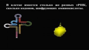 Биосинтез белка