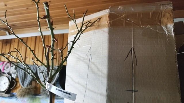 Мое первое розовое дерево?. Роза на штамбе#. Саженцы из Розафлоры?❤️ смотреть онлайн