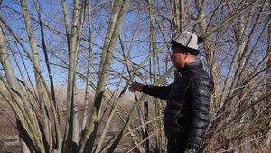 What Wood is the Yurt Made Of? Из Какого Дерева Сделана Юрта?