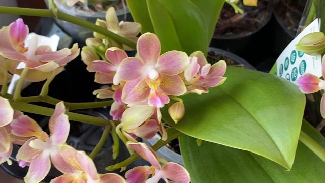 Праздничный завоз сортовых орхидей в Экофлору))) Интрига, Джулия, Лас Вегас, Фантом, Ванды ... смотреть онлайн