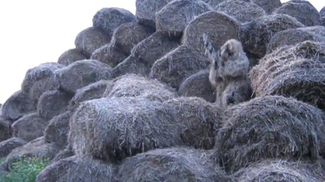 Маскхалат "Моховой" смотреть онлайн
